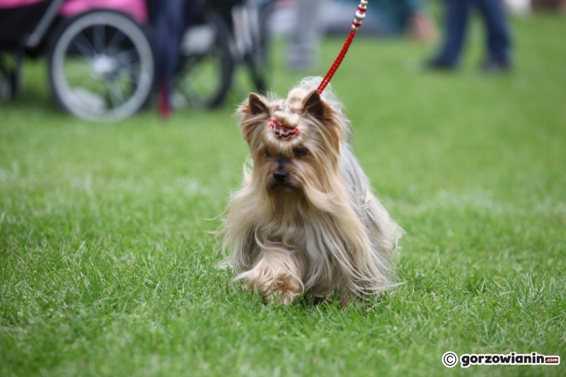 22/57 52. Gorzowska Krajowa Wystawa Psów Rasowych