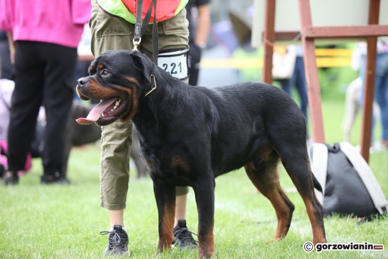 23/57 52. Gorzowska Krajowa Wystawa Psów Rasowych