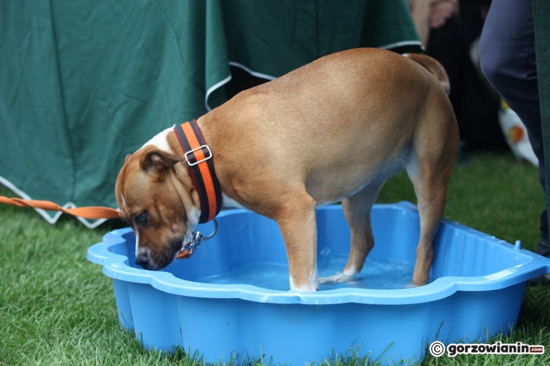 24/57 52. Gorzowska Krajowa Wystawa Psów Rasowych