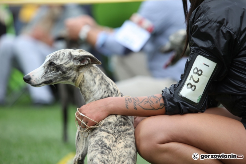 25/57 52. Gorzowska Krajowa Wystawa Psów Rasowych