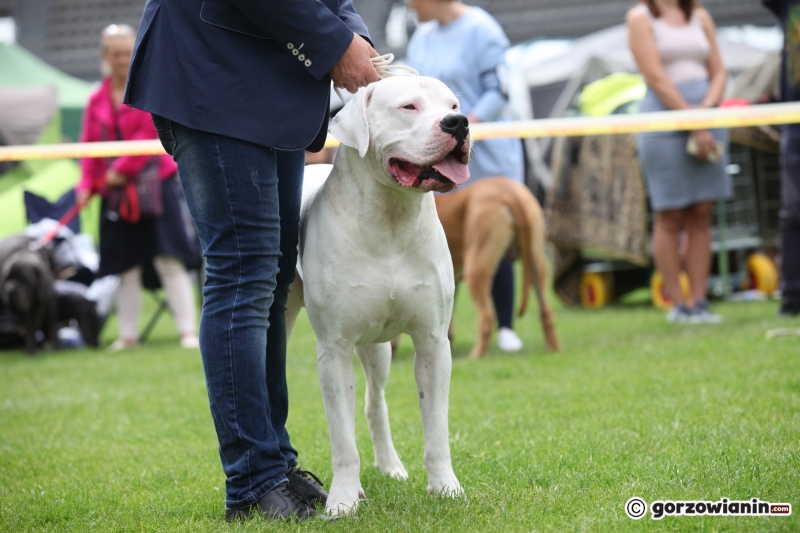 27/57 52. Gorzowska Krajowa Wystawa Psów Rasowych