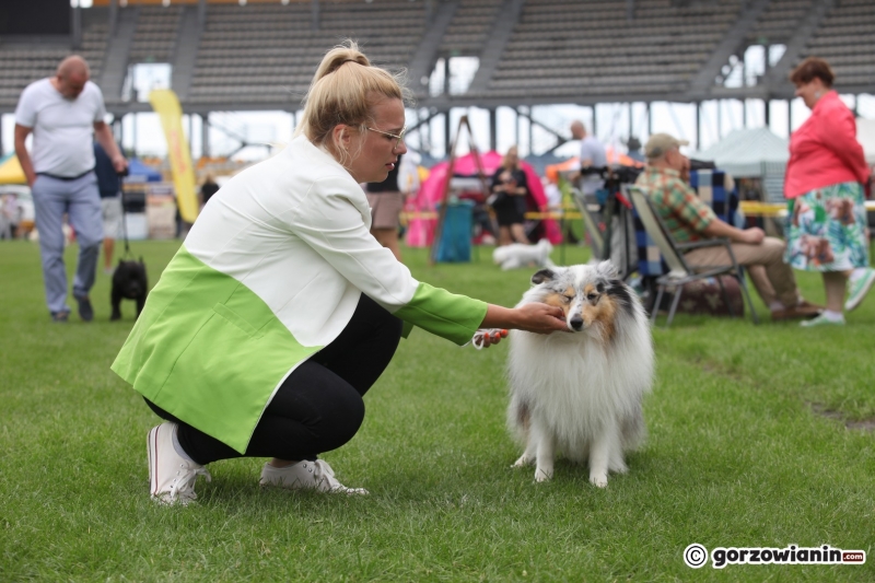 29/57 52. Gorzowska Krajowa Wystawa Psów Rasowych