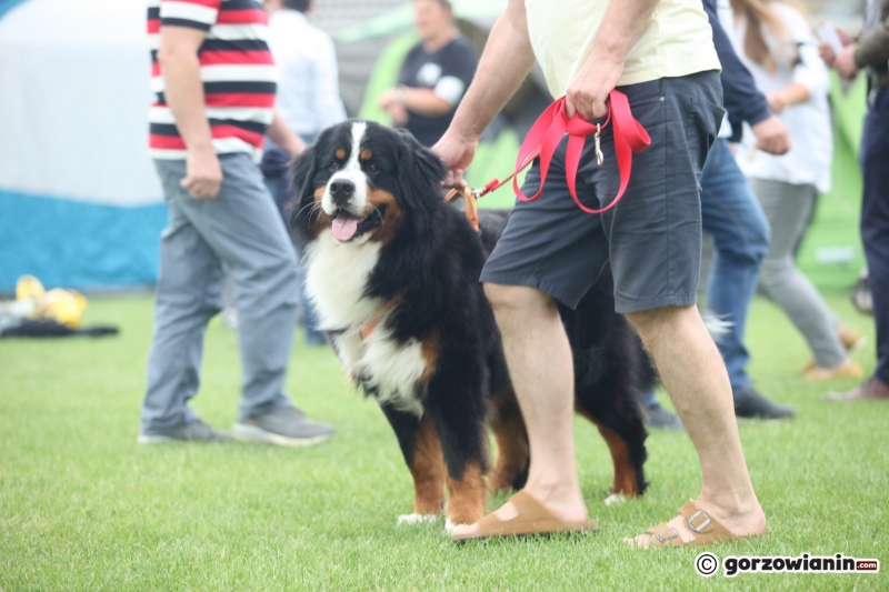 30/57 52. Gorzowska Krajowa Wystawa Psów Rasowych
