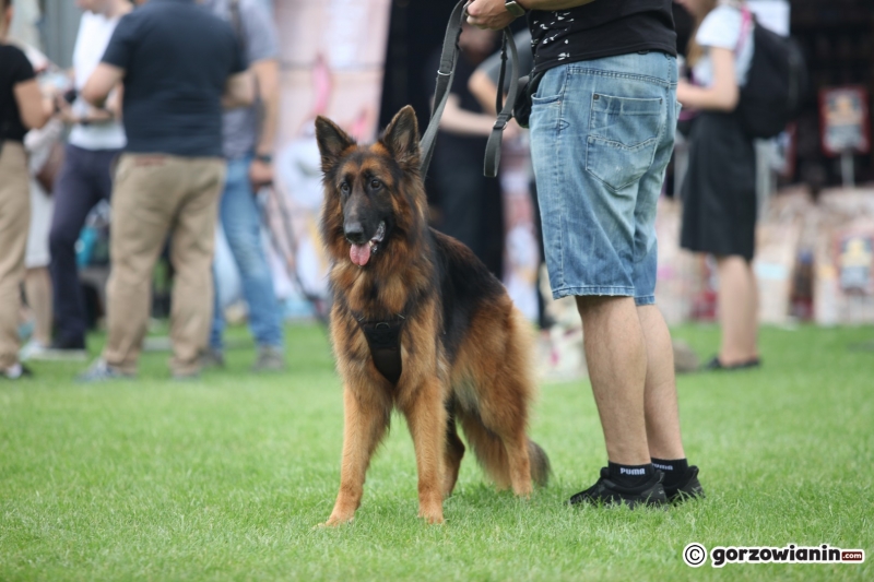 31/57 52. Gorzowska Krajowa Wystawa Psów Rasowych