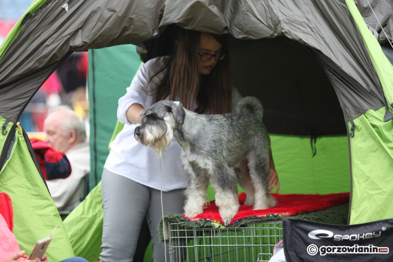 32/57 52. Gorzowska Krajowa Wystawa Psów Rasowych