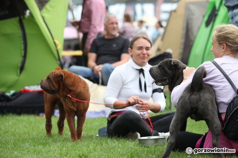 33/57 52. Gorzowska Krajowa Wystawa Psów Rasowych
