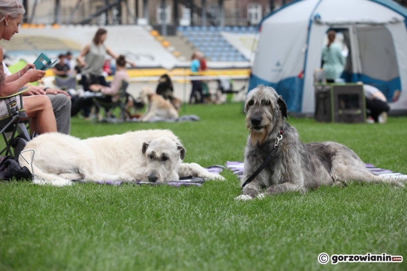 34/57 52. Gorzowska Krajowa Wystawa Psów Rasowych