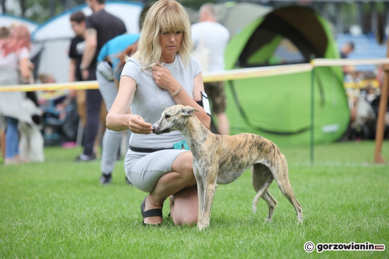35/57 52. Gorzowska Krajowa Wystawa Psów Rasowych