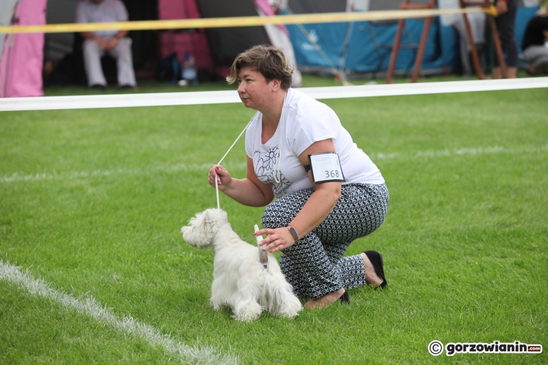 36/57 52. Gorzowska Krajowa Wystawa Psów Rasowych