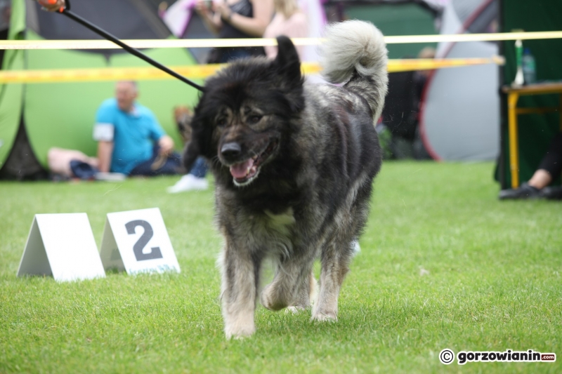 37/57 52. Gorzowska Krajowa Wystawa Psów Rasowych