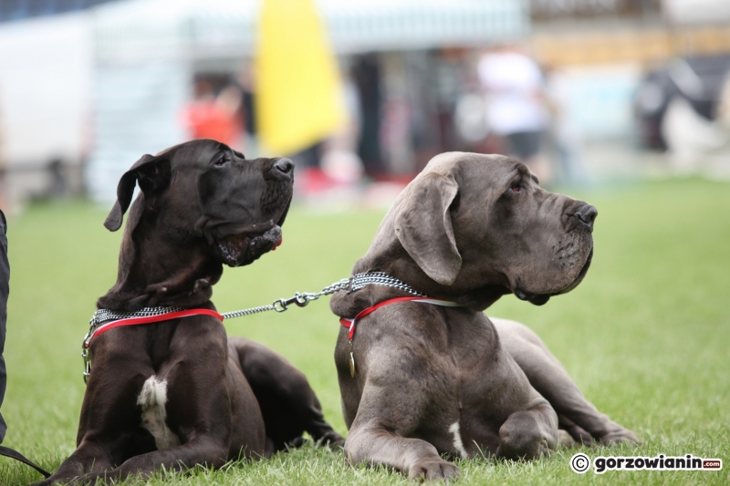 38/57 52. Gorzowska Krajowa Wystawa Psów Rasowych