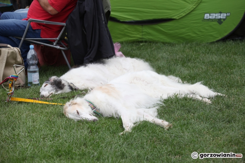 39/57 52. Gorzowska Krajowa Wystawa Psów Rasowych