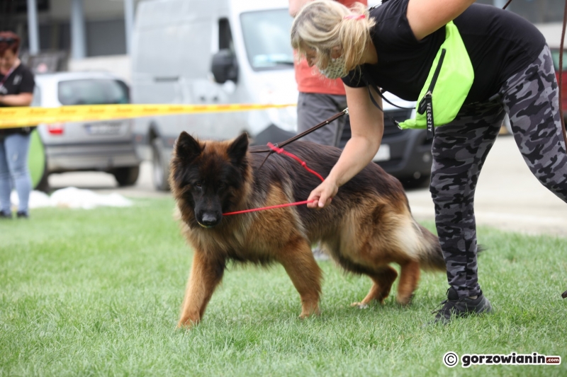40/57 52. Gorzowska Krajowa Wystawa Psów Rasowych