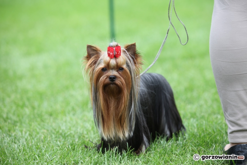 42/57 52. Gorzowska Krajowa Wystawa Psów Rasowych