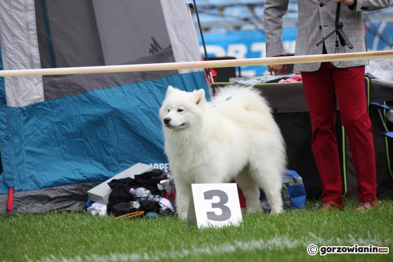 44/57 52. Gorzowska Krajowa Wystawa Psów Rasowych