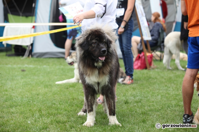 46/57 52. Gorzowska Krajowa Wystawa Psów Rasowych