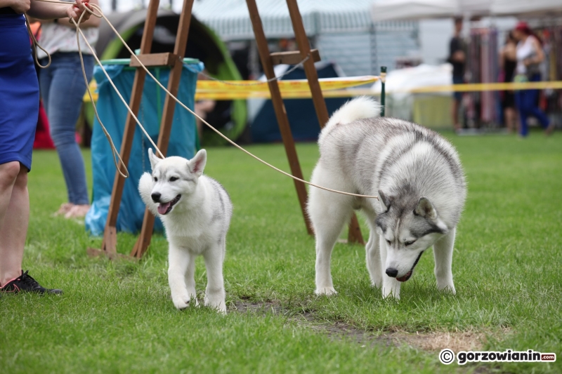 47/57 52. Gorzowska Krajowa Wystawa Psów Rasowych