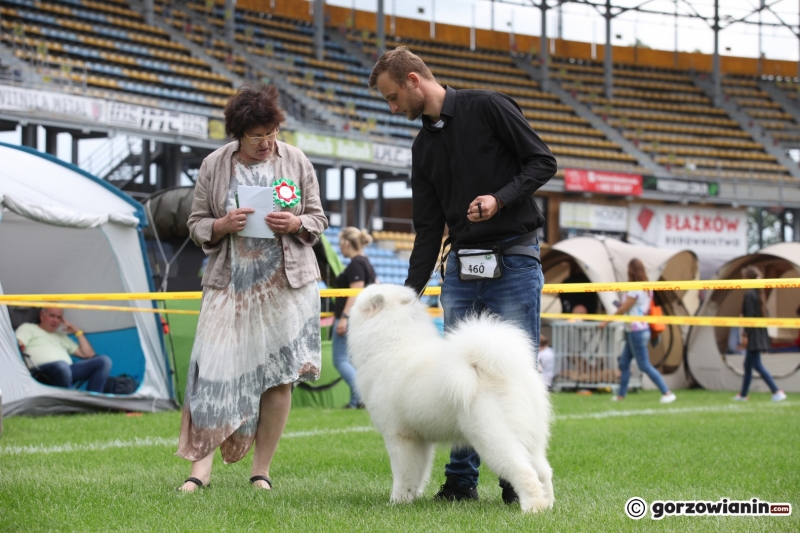 48/57 52. Gorzowska Krajowa Wystawa Psów Rasowych