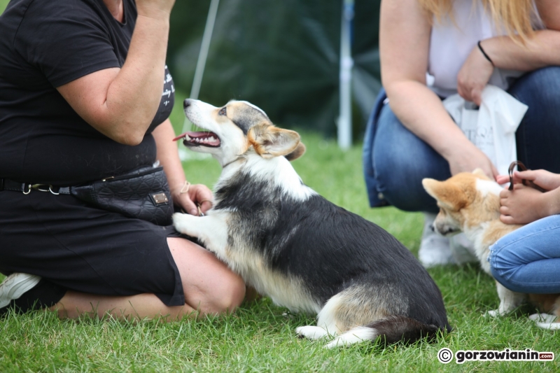 49/57 52. Gorzowska Krajowa Wystawa Psów Rasowych