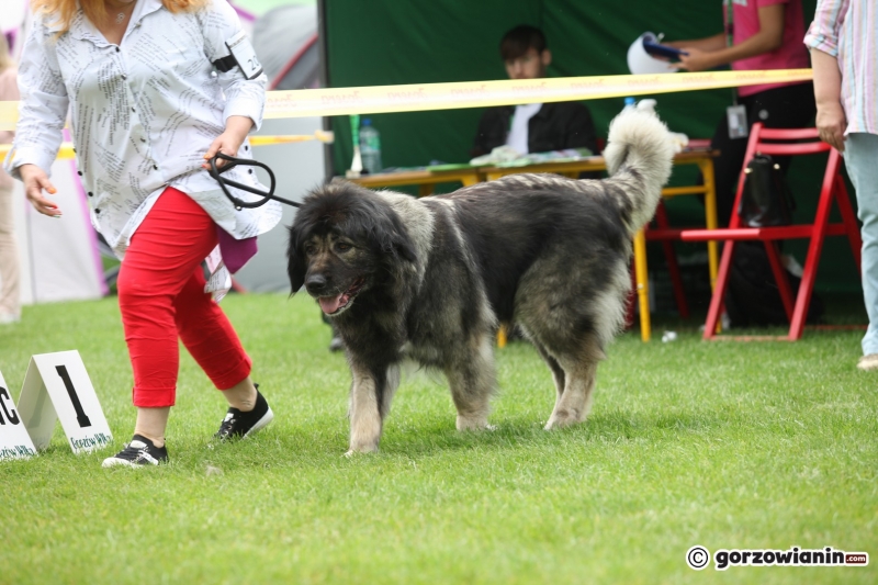 50/57 52. Gorzowska Krajowa Wystawa Psów Rasowych