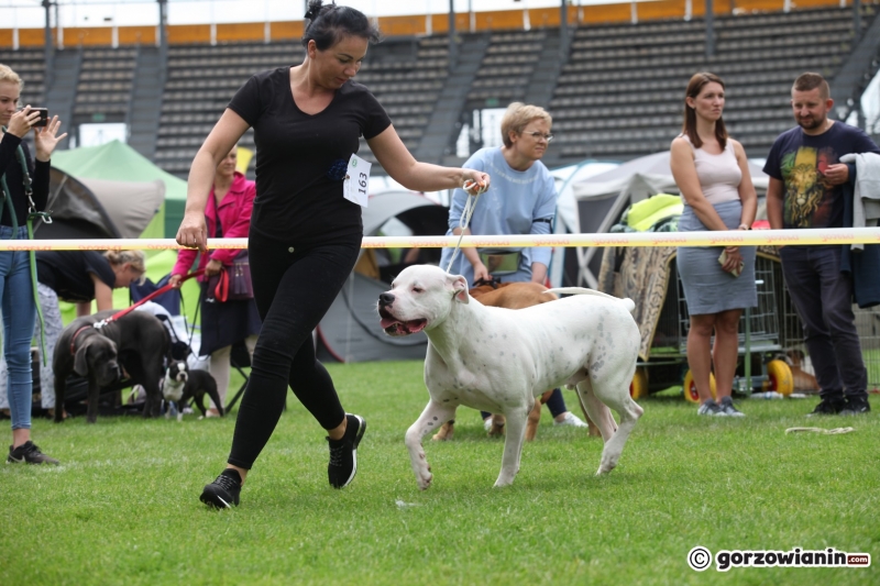 51/57 52. Gorzowska Krajowa Wystawa Psów Rasowych