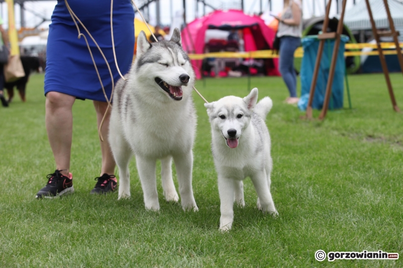 52/57 52. Gorzowska Krajowa Wystawa Psów Rasowych