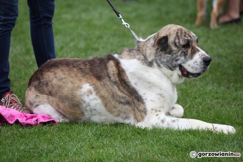 54/57 52. Gorzowska Krajowa Wystawa Psów Rasowych