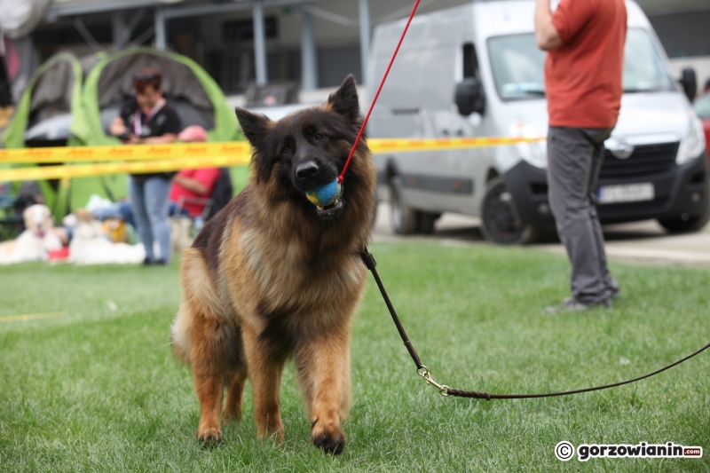 55/57 52. Gorzowska Krajowa Wystawa Psów Rasowych