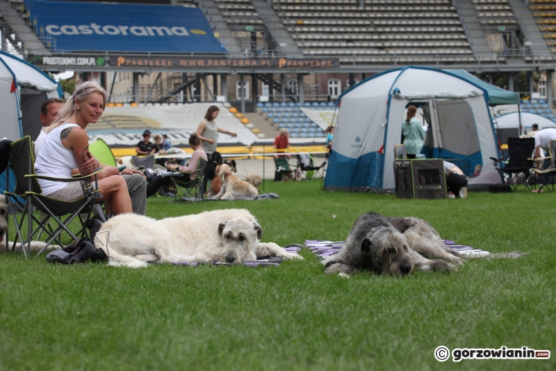 57/57 52. Gorzowska Krajowa Wystawa Psów Rasowych