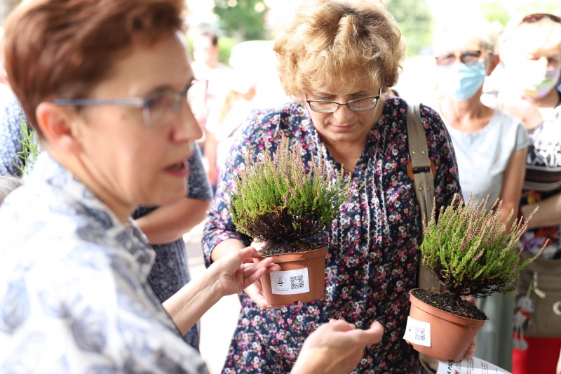4/17 Akcja rozdawania wrzosów i lawendy mieszkańcom Gorzowa