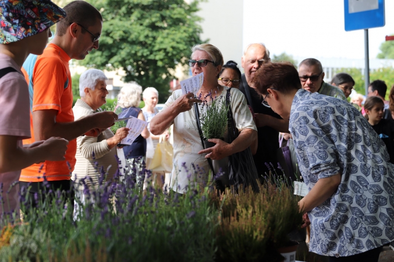 5/17 Akcja rozdawania wrzosów i lawendy mieszkańcom Gorzowa