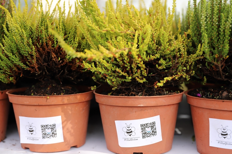 6/17 Akcja rozdawania wrzosów i lawendy mieszkańcom Gorzowa