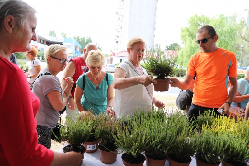 8/17 Akcja rozdawania wrzosów i lawendy mieszkańcom Gorzowa