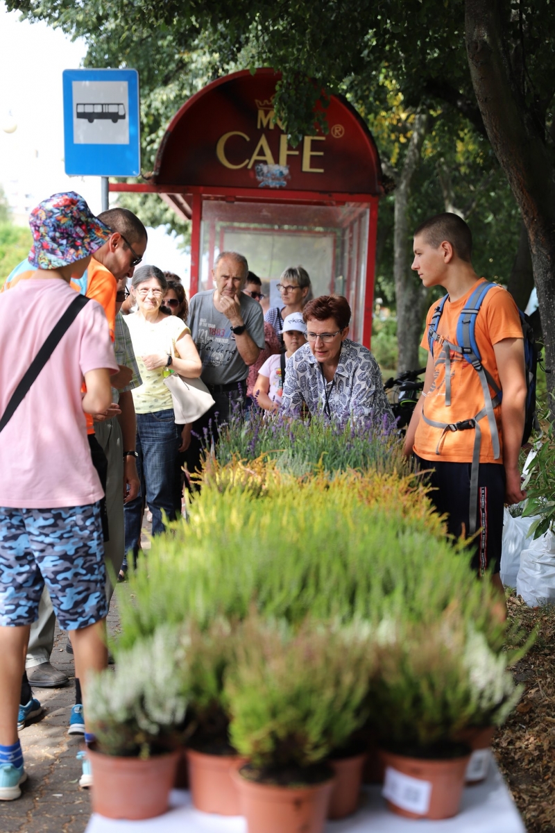 9/17 Akcja rozdawania wrzosów i lawendy mieszkańcom Gorzowa