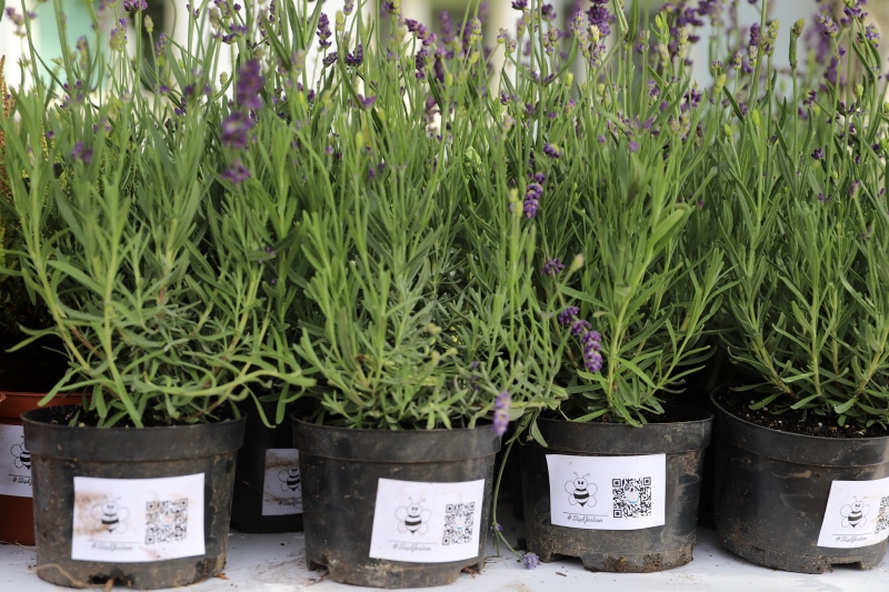 11/17 Akcja rozdawania wrzosów i lawendy mieszkańcom Gorzowa