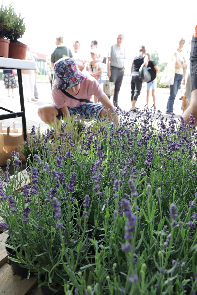 12/17 Akcja rozdawania wrzosów i lawendy mieszkańcom Gorzowa