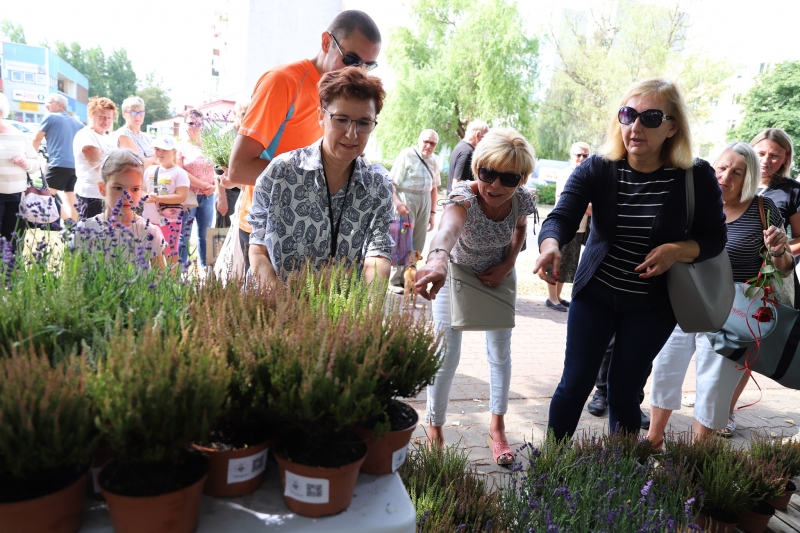 14/17 Akcja rozdawania wrzosów i lawendy mieszkańcom Gorzowa