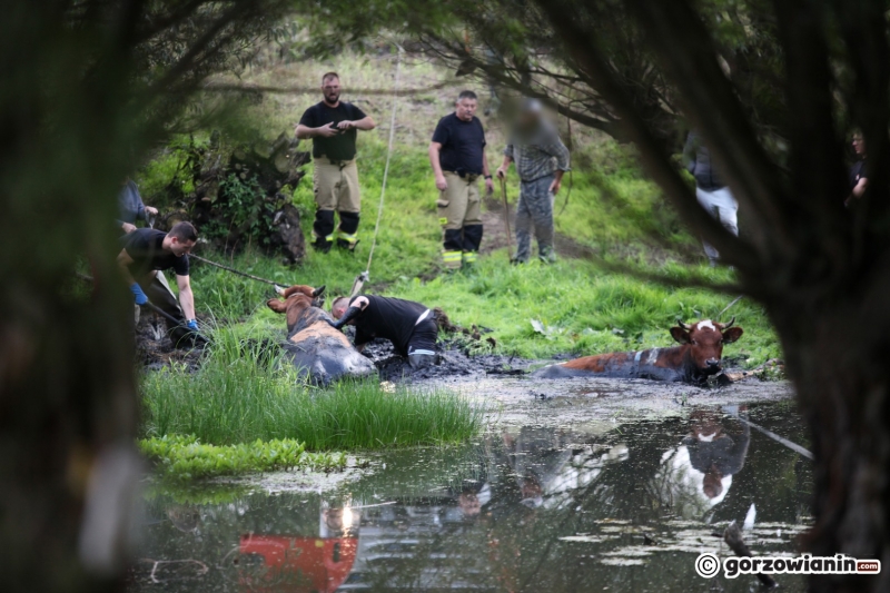 3/9 Akcja ratunkowa byków, które wpadły do bagna