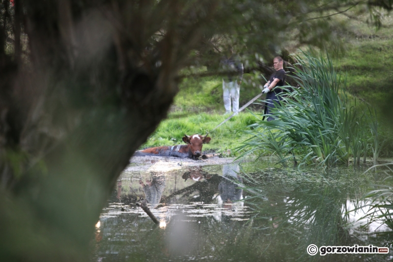 4/9 Akcja ratunkowa byków, które wpadły do bagna