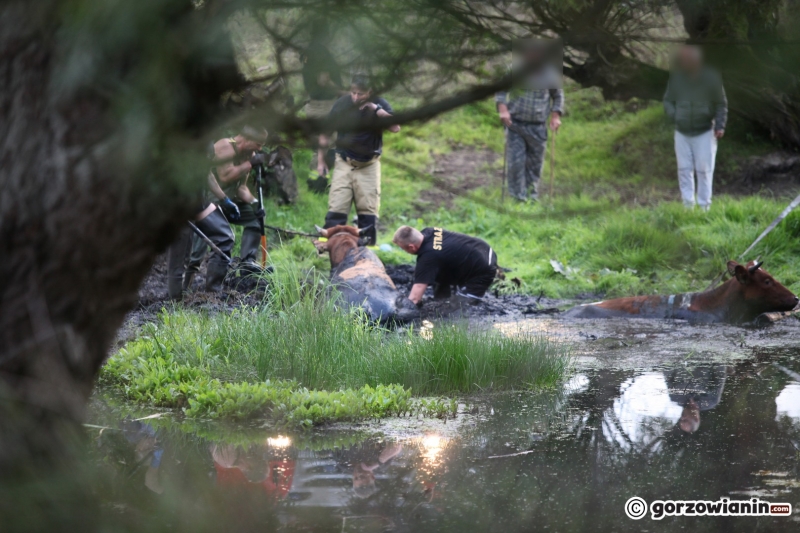 5/9 Akcja ratunkowa byków, które wpadły do bagna