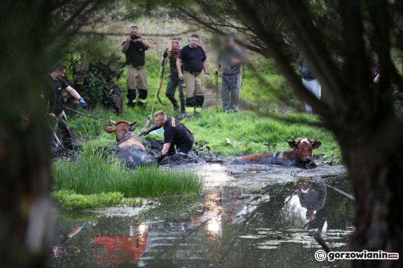 6/9 Akcja ratunkowa byków, które wpadły do bagna
