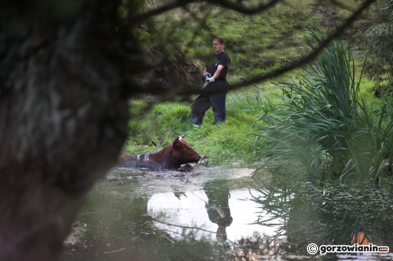 8/9 Akcja ratunkowa byków, które wpadły do bagna