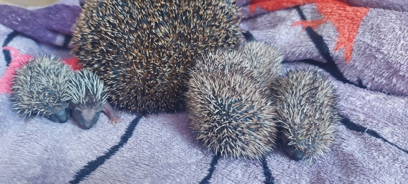 3/6 Rodzina jeży uratowana przed śmiercią