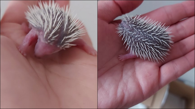 4/6 Rodzina jeży uratowana przed śmiercią