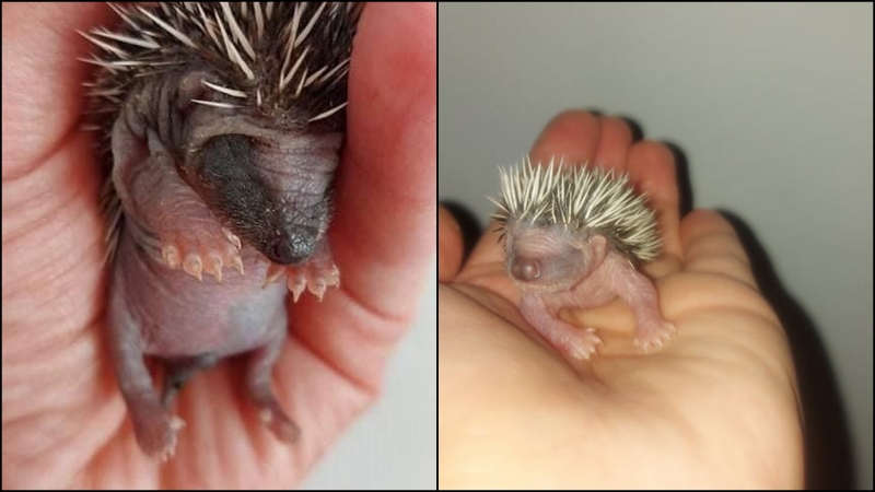 6/6 Rodzina jeży uratowana przed śmiercią