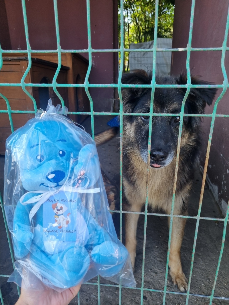 4/4 Kup Pluszaka- wesprzyj Schroniaka