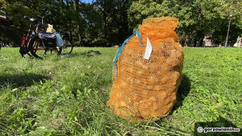 5/22 Gorzowianie wspólnie posadzili żonkile
