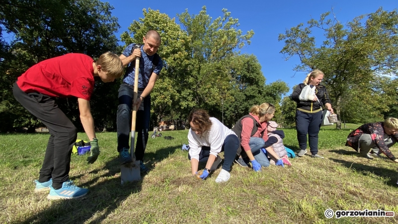 7/22 Gorzowianie wspólnie posadzili żonkile