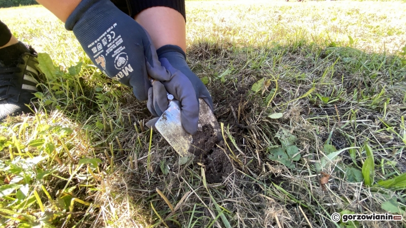 8/22 Gorzowianie wspólnie posadzili żonkile