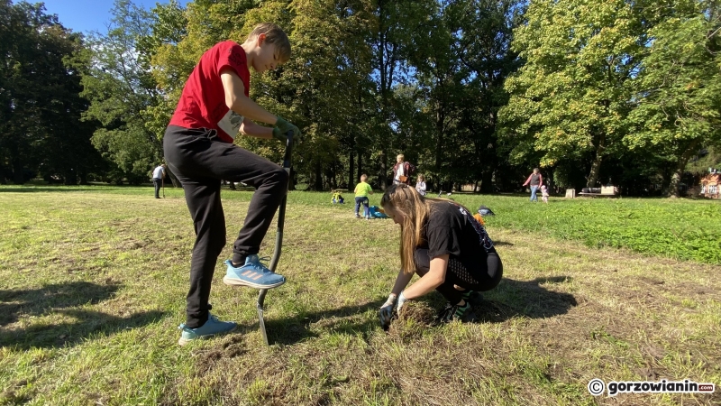 10/22 Gorzowianie wspólnie posadzili żonkile